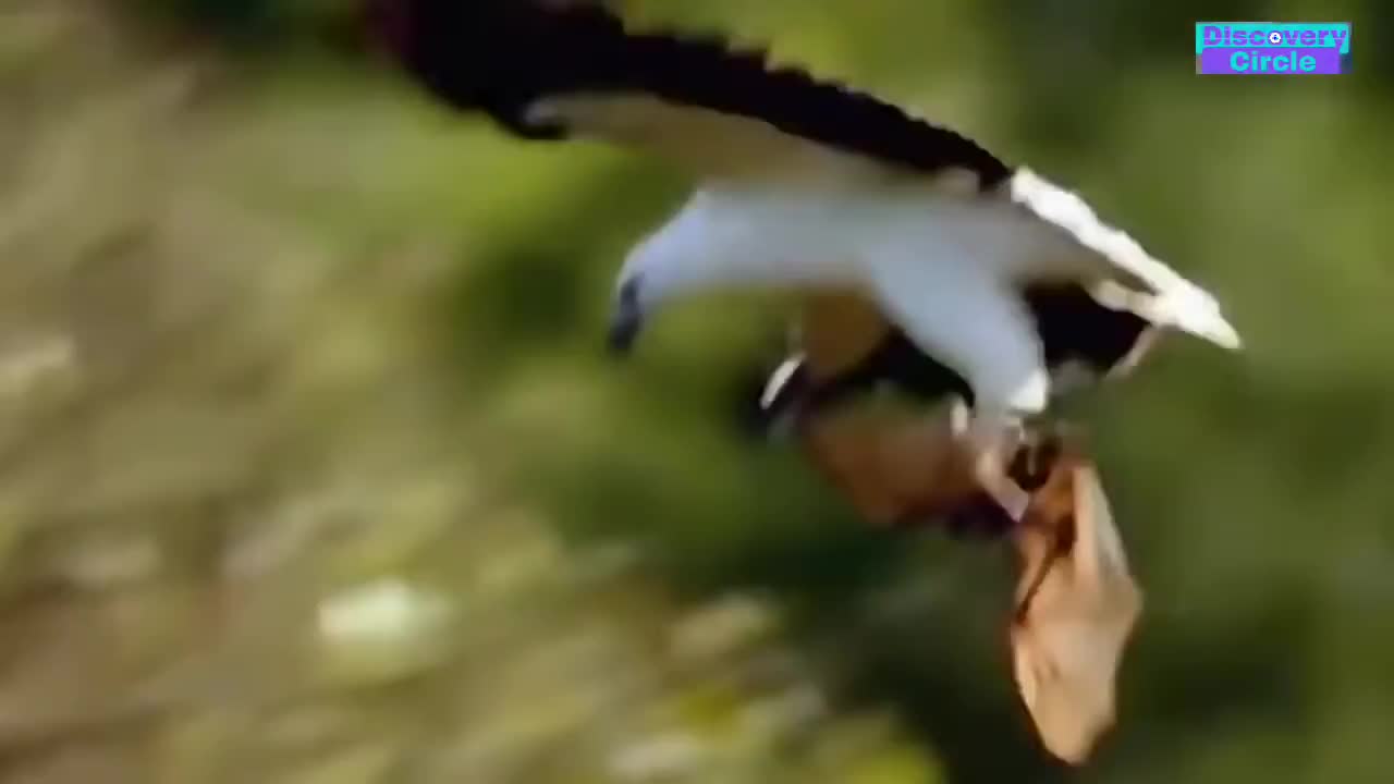 The Most Amazing Eagle Attacks Ever Caught on Camera