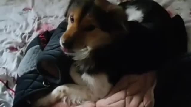 This puppy really enjoys watching and sleeps with clothes on it