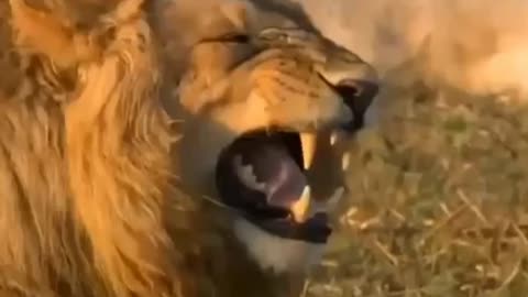 Funny lion laughing video