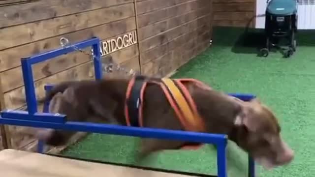 Dogge fast 🤔🤔🤔
