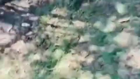 You_laugh,_You_lose_😂_Funniest_Animals_😂_Part_1