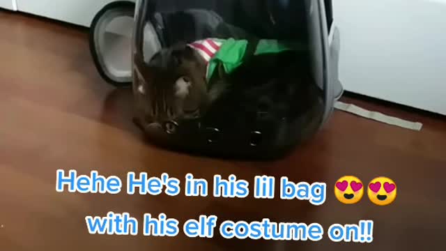Cat Bubble bag