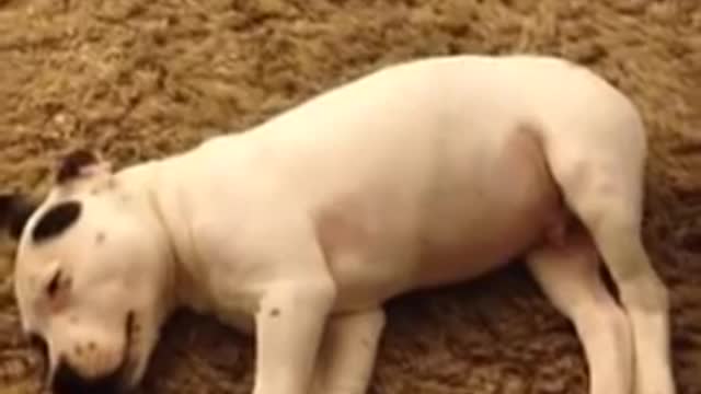 Puppy farts in his sleep