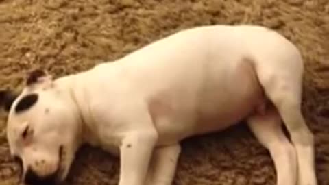 Puppy farts in his sleep