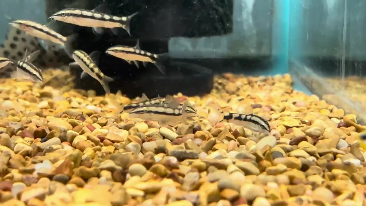 Dwarf Chain Loach Spotlight