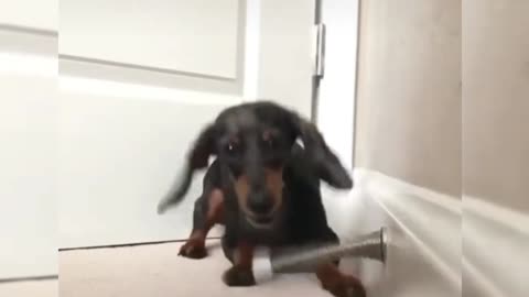 Cute dog doing funny thing