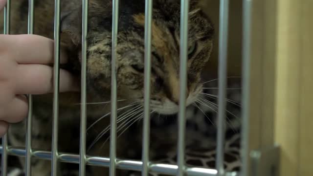 Cat rubbing against bars and person petting in cage