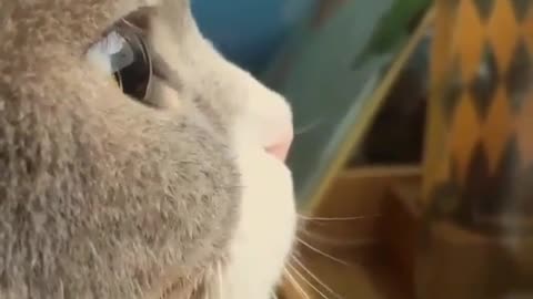 Huge eyes, I have never seen such a beautiful cat