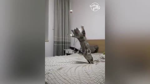 Dog and cat's reaction to toy..