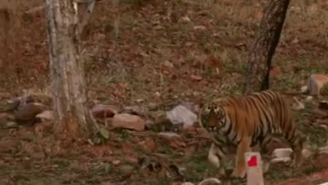 Royal Tiger on the TAR Road - Tadoba Safari