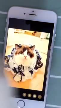 Funniest Animals - Best Of The 2021 Funny Animal Videos #2 Super Funny Dog Videos