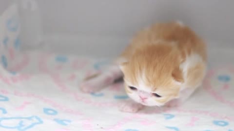 The kitten seems to be looking for something