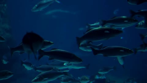 Diving bottom view of tropical fishes swimming in blue ocean