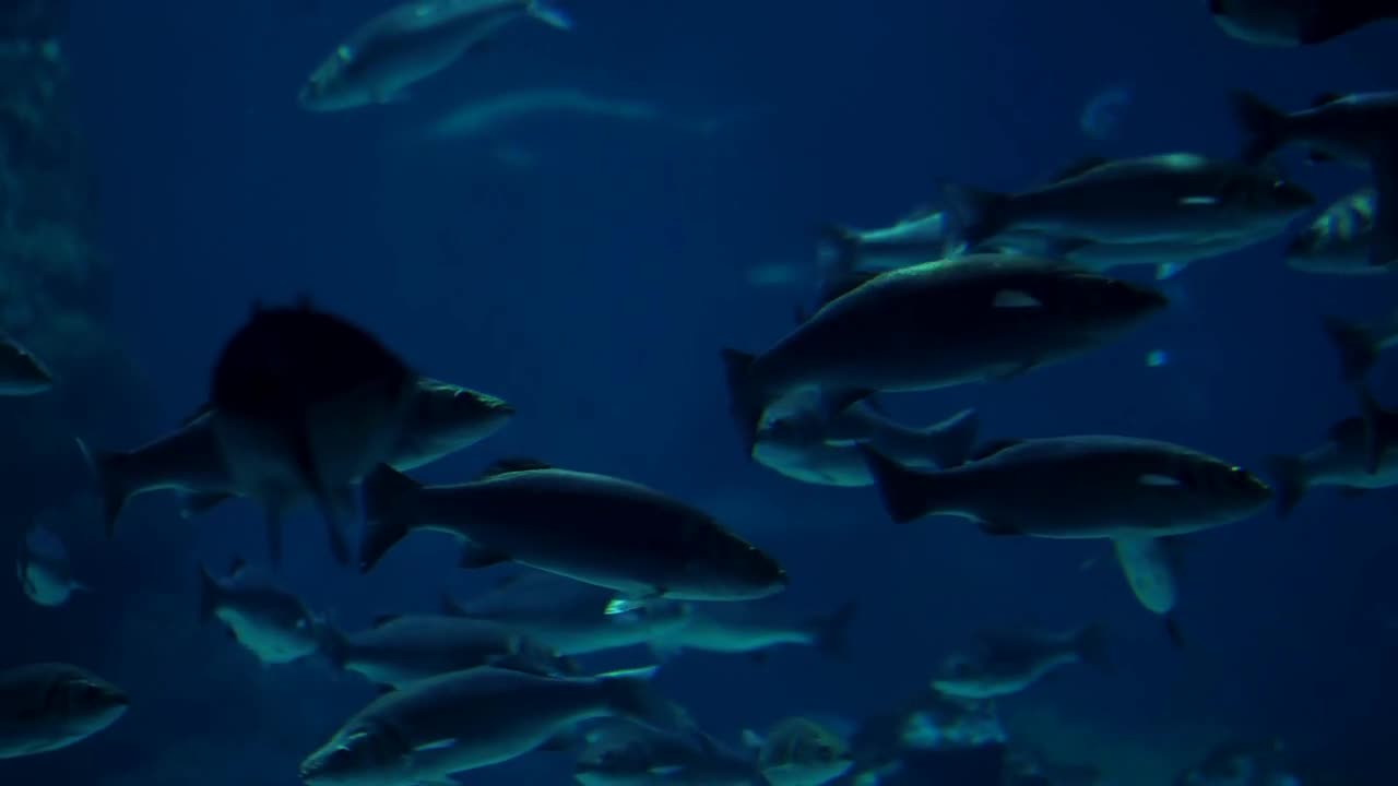 Diving bottom view of tropical fishes swimming in blue ocean