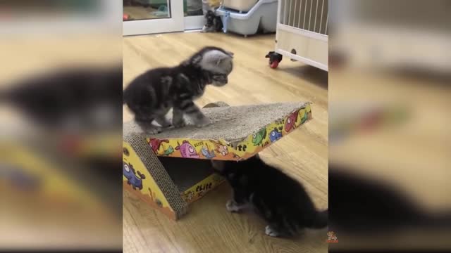 Try Not To Laugh Challenge - Funny Cat & Dog Vines compilation 2021