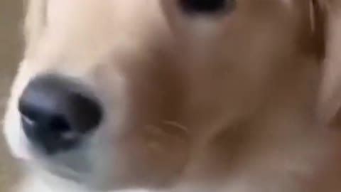 life time with dog funny video cute dog