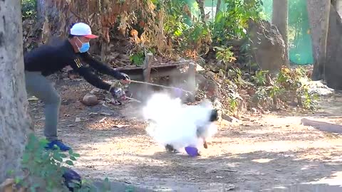 Prank sleeping dog very funny video 2021