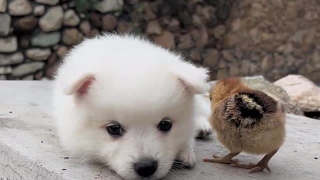 The chicken has been chasing the dog's nose. The chicken is so cute