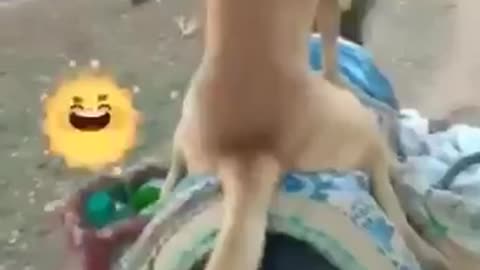 A dog riding on a donkey
