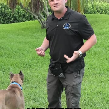 You NEED to Do This While Teaching Your Dog Recall