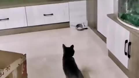 Newborn cats have a talent for catching mice