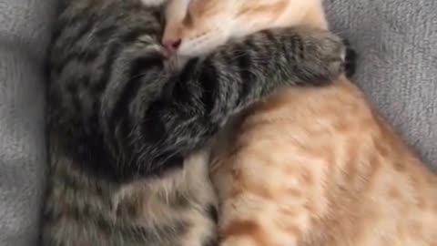 Hey One in a Million love cat🤗
