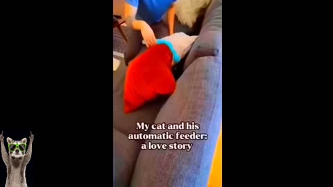 Dogs and Cats Making Us Burst with Laughter! 🤣🐶😹