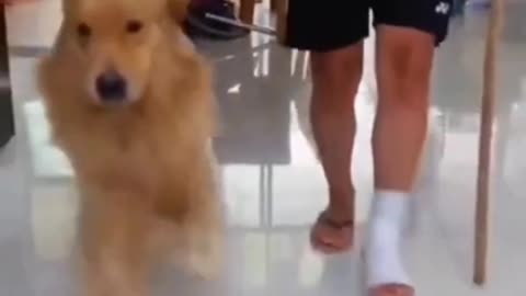 Funny Dog Video😂😂