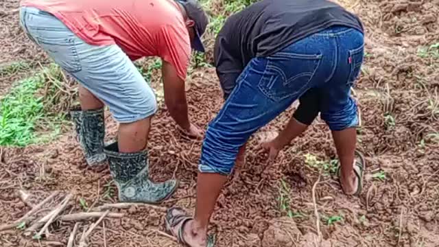 Plant for bananas