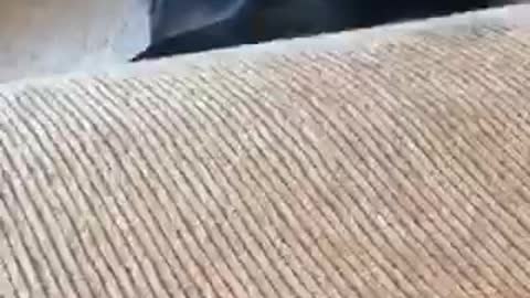 Black dog hiding under pillow quickly moves