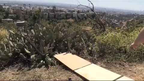 Brave or Dumb