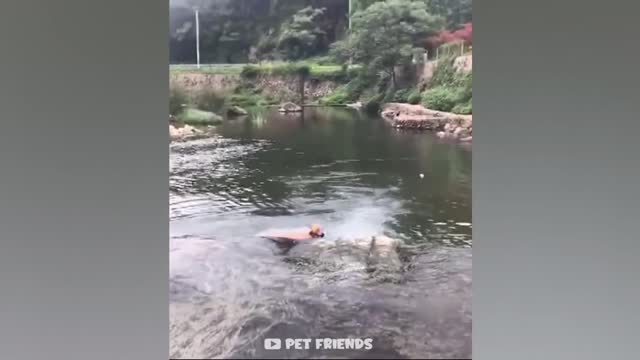 Funny dog video , Best animals funny video