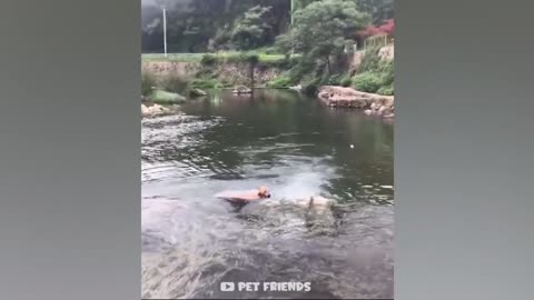 Funny dog video , Best animals funny video