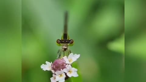 Wildlife in closer view with a natural perspective.
