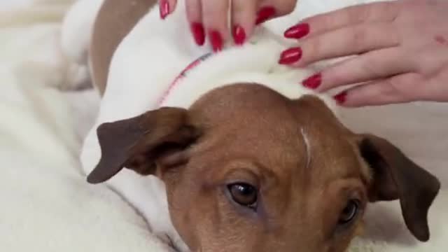 Top Funny dog Videos Of The Weekly #SHOT #1
