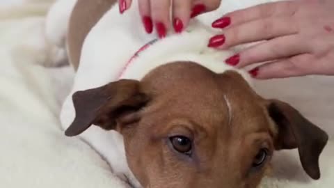 Top Funny dog Videos Of The Weekly #SHOT #1