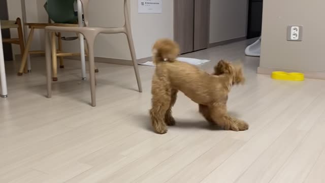 a dog playing alone