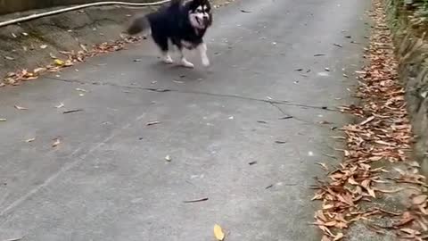 Dog Is Enjoying Walk🐕️👨‍🎓🙈 (love animal)