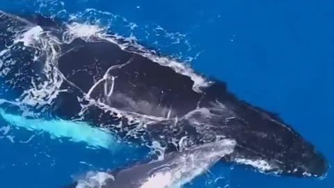 humpback whale