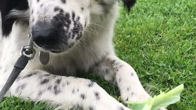 Two dogs munch on cabbage stalks for breakfast