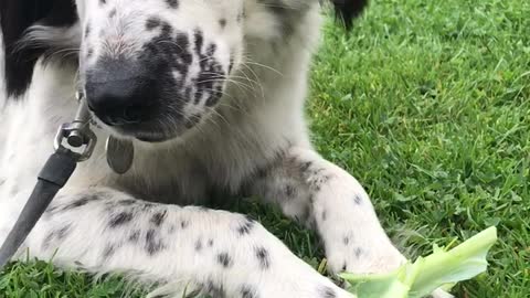 Two dogs munch on cabbage stalks for breakfast