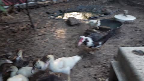 Muscovy ducklings with their mom