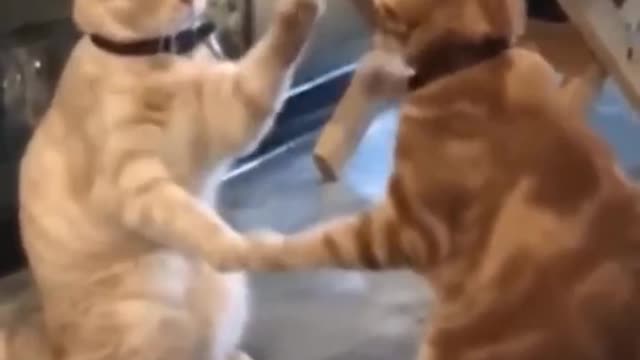 Carzy Funny Mood cats and dogs 🐕🐱🐶