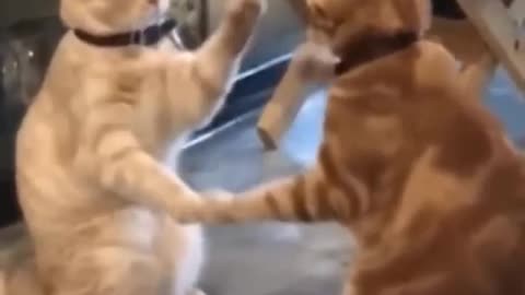 Carzy Funny Mood cats and dogs 🐕🐱🐶
