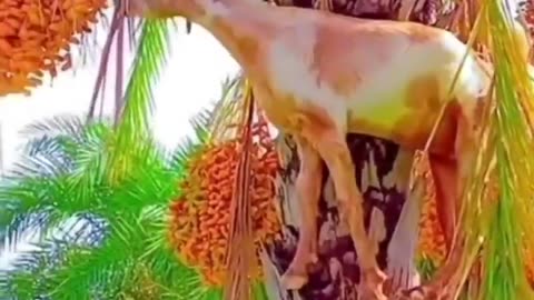 Extremly funny animals, Funny animals Hub, animals funny , cool funny animals 😆, funny animals life