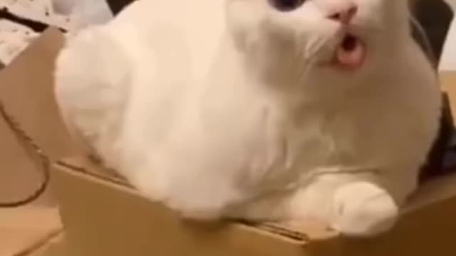 Cute Cat Funny Face - Funny Animals