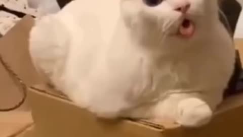 Cute Cat Funny Face - Funny Animals