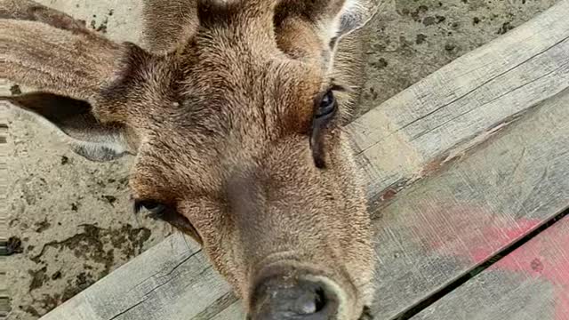 the animals in my place are very tame