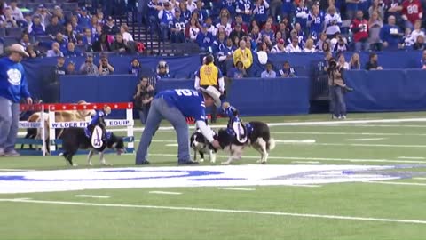 Monkey Riding A Dog Colte Style