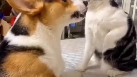 Fighting dogs and cats 😂